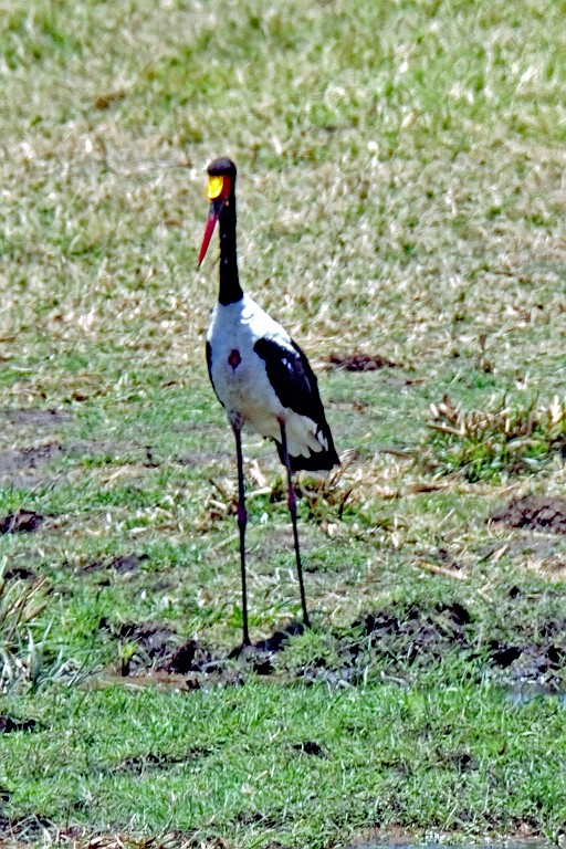 Kenia (205).jpg